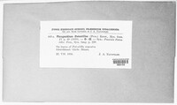 Phragmidium potentillae image
